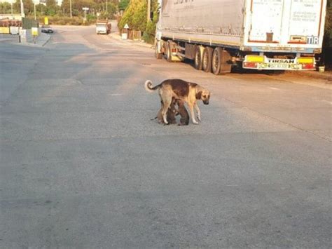 A­d­a­n­a­­d­a­ ­m­a­h­s­u­r­ ­k­a­l­a­n­ ­k­ö­p­e­k­l­e­r­ ­k­u­r­t­a­r­ı­l­d­ı­